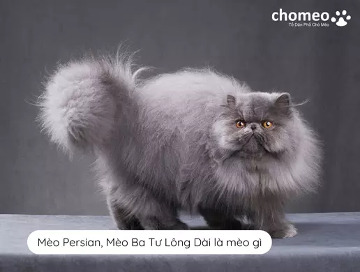 Mèo Persian, Mèo Ba Tư Lông Dài là mèo gì