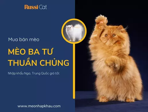 Mua bán mèo Ba Tư thuần chủng nhập khẩu Nga, Trung Quốc giá tốt