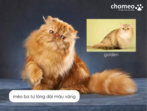 mèo ba tư lông dài màu vàng