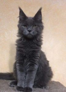Mèo Maine coon màu đen có vẻ ngoài rất cuốn hút
