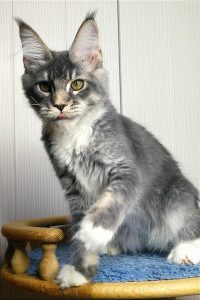 Mèo maine coon màu bicolor