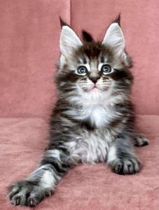 Mèo Mainecoon màu tabby