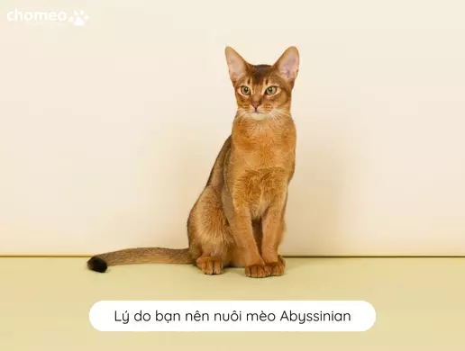 Lý do bạn nên nuôi mèo Abyssinian