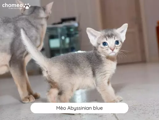 Mèo Abyssinian blue