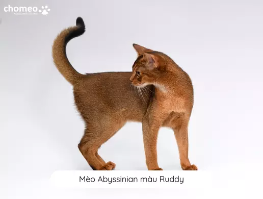 Mèo Abyssinian màu Ruddy