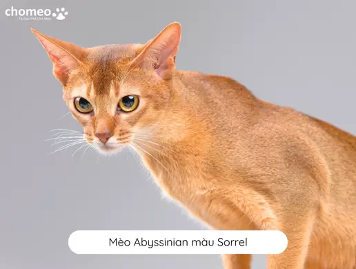 Mèo Abyssinian màu Sorrel 