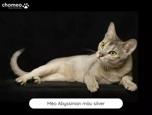 Mèo Abyssinian màu silver