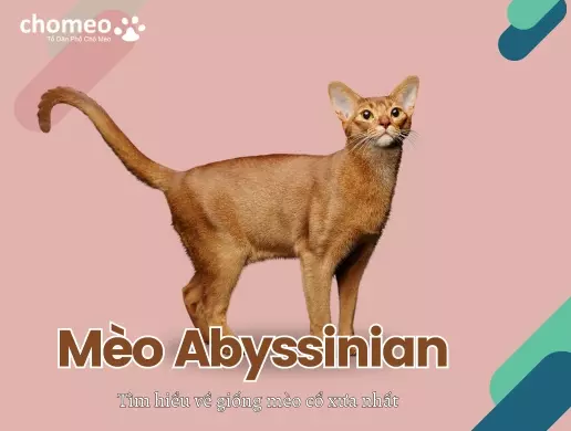 Mèo Abyssinian, tìm hiểu về giống mèo Ai cập cổ xưa nhất