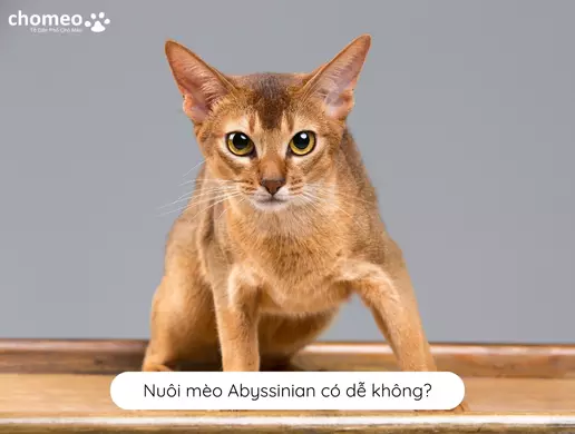 Nuôi mèo Abyssinian có dễ không