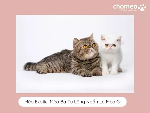 Mèo Exotic, Mèo Ba Tư Lông Ngắn Là Mèo Gì