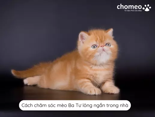 Cách chăm sóc mèo Ba Tư lông ngắn trong nhà