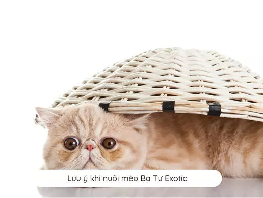 Lưu ý khi nuôi mèo Ba Tư Exotic