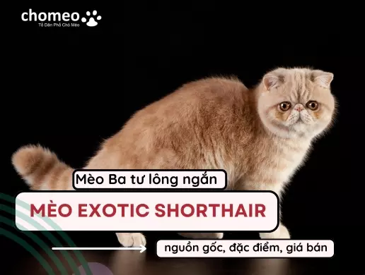 Mèo Exotic shorthair, Nguồn gốc, đặc điểm, giá bán mèo Ba tư lông ngắn