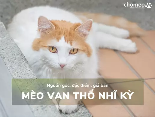 Mèo Van Thổ Nhĩ Kỳ - Nguồn gốc, đặc điểm, giá bán