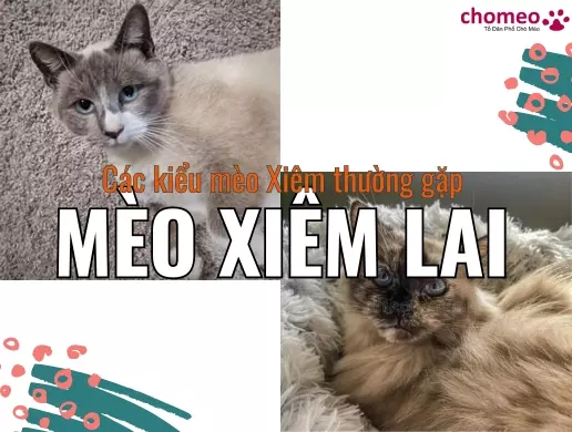 Mèo Xiêm lai là gì Các kiểu lai mèo Xiêm thường gặp