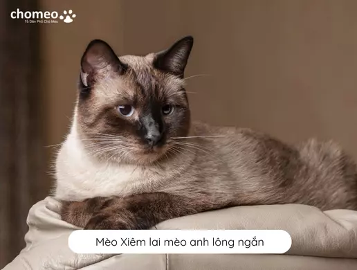 Mèo Xiêm lai mèo anh lông ngắn