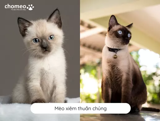 Mèo xiêm thuần chủng