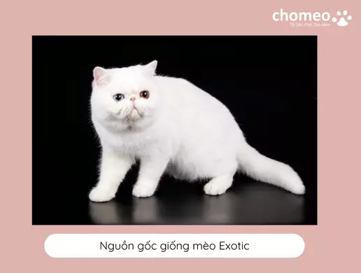 Nguồn gốc giống mèo Exotic