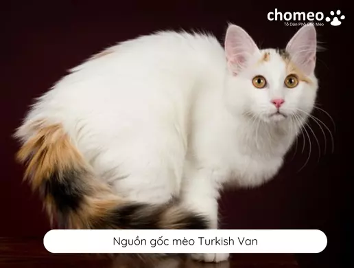 Nguồn gốc mèo Turkish Van