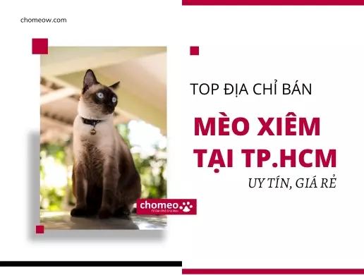 Top địa chỉ bán mèo Xiêm tại TP.HCM giá rẻ, uy tín