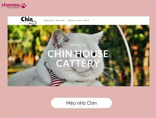 Top địa chỉ bán mèo Xiêm tại TP.HCM giá rẻ, uy tín